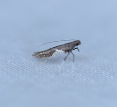 Caloptilia stigmatella