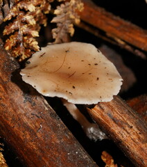 Singerocybe