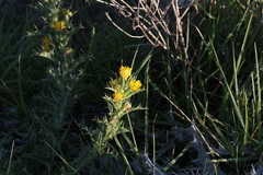 Scolymus
