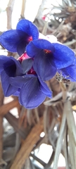 Tillandsia aeranthos