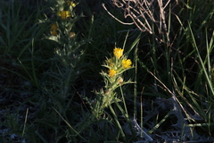 Scolymus