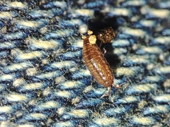 Trichoniscus pusillus