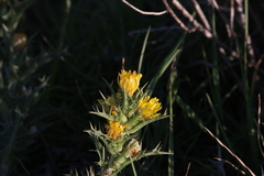 Scolymus