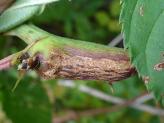 Neolasioptera nodulosa