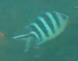 Abudefduf sexfasciatus