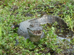 Caiman yacare