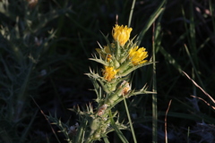 Scolymus