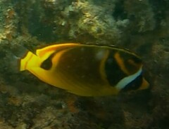 Chaetodon lunula