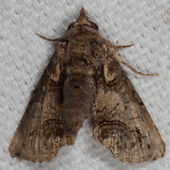 Paectes abrostoloides