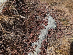 Vaccinium uliginosum