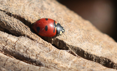 Coccinella transversoguttata