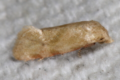 Platphalonidia magdalenae