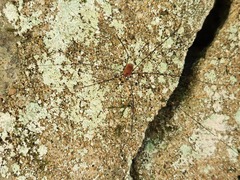Leiobunum aldrichi