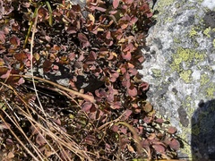 Vaccinium uliginosum