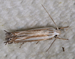 Polyhymno luteostrigella