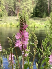 Sidalcea