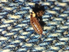 Trichoniscus pusillus