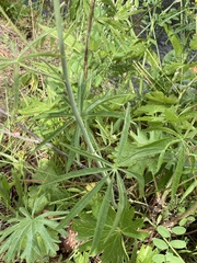Sidalcea