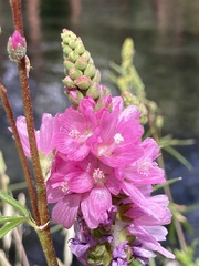 Sidalcea