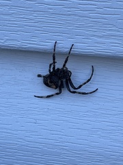 Araneus saevus