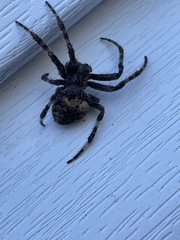 Araneus saevus