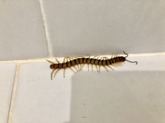 Scolopendra alternans
