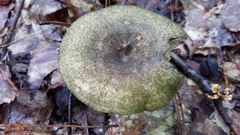 Lactarius atroviridis