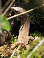 Lacerta viridis