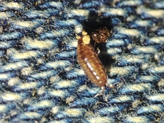 Trichoniscus pusillus