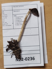 Psathyrella kauffmanii