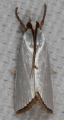 Urola nivalis