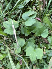 Ranunculus recurvatus