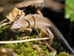 Lacerta viridis