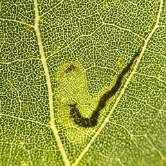 Stigmella populetorum