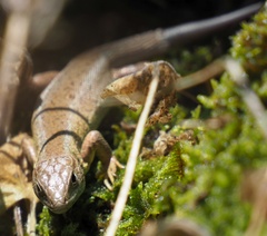 Lacerta viridis