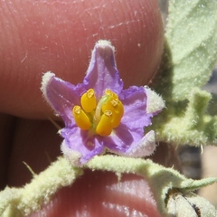Solanum burchellii