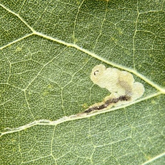 Stigmella populetorum