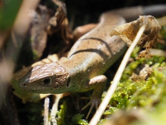 Lacerta viridis