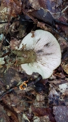 Lactarius atroviridis