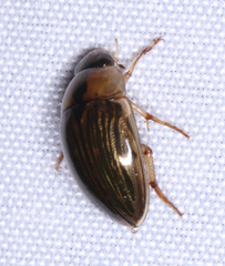 Tropisternus collaris