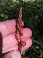Corallorhiza striata