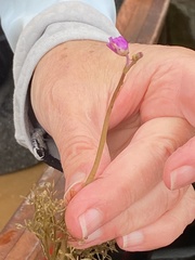 Utricularia purpurea