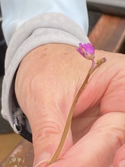 Utricularia purpurea