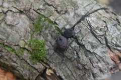 Daldinia childiae