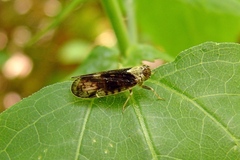 Cixiidae