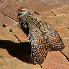 Gallirallus philippensis