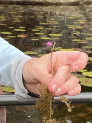 Utricularia purpurea