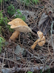 Hydnum umbilicatum