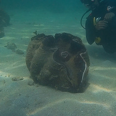 Tridacna