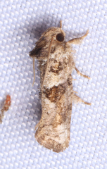 Acrolophus piger